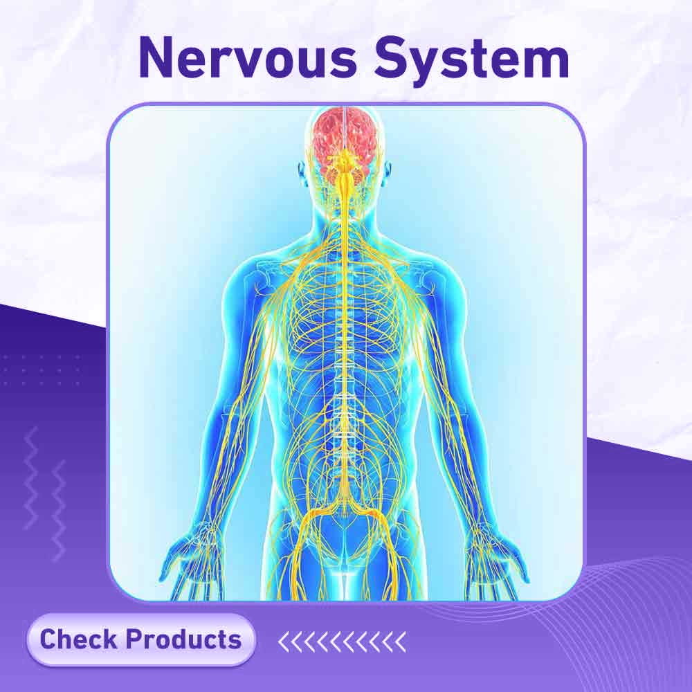 nervous system - Milano Pharmacy