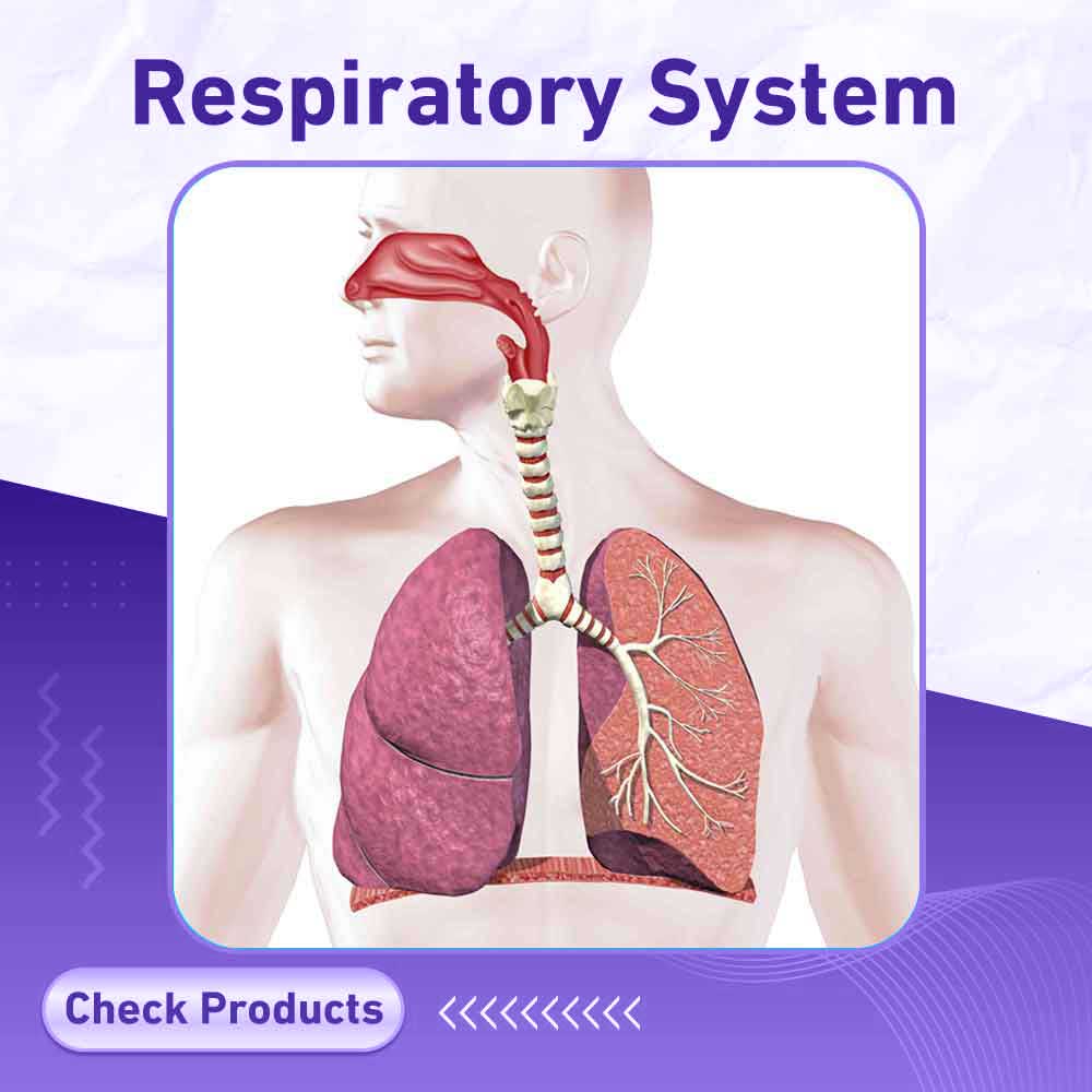 respiratory system - Milano pharmacy